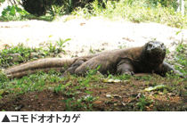 コモドオオトカゲ