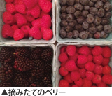 摘みたてのベリー